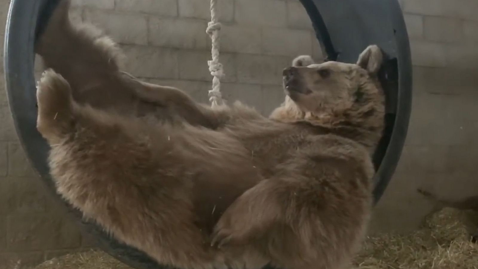 VIDEO: Rescue bear is the epitome of relaxation as it lays back in tire swing