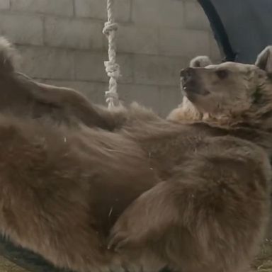 VIDEO: Rescue bear is the epitome of relaxation as it lays back in tire swing 