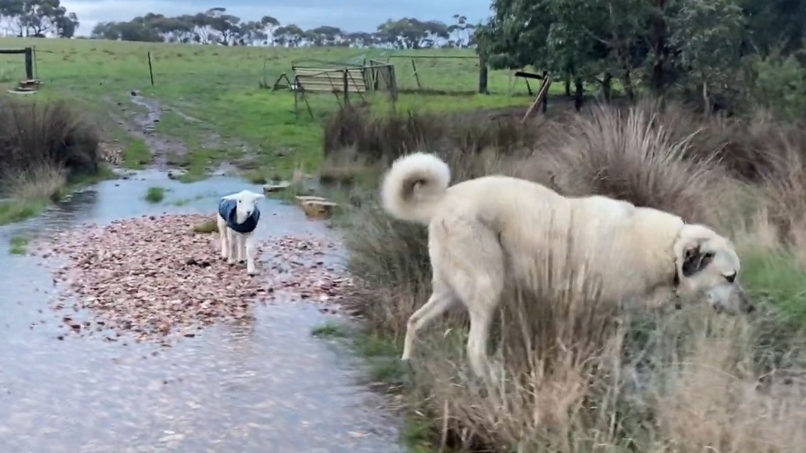 VIDEO: Dog helps guide adorable lamb across a creek