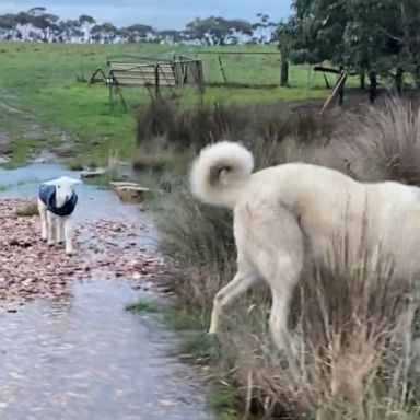 VIDEO: Dog helps guide adorable lamb across a creek