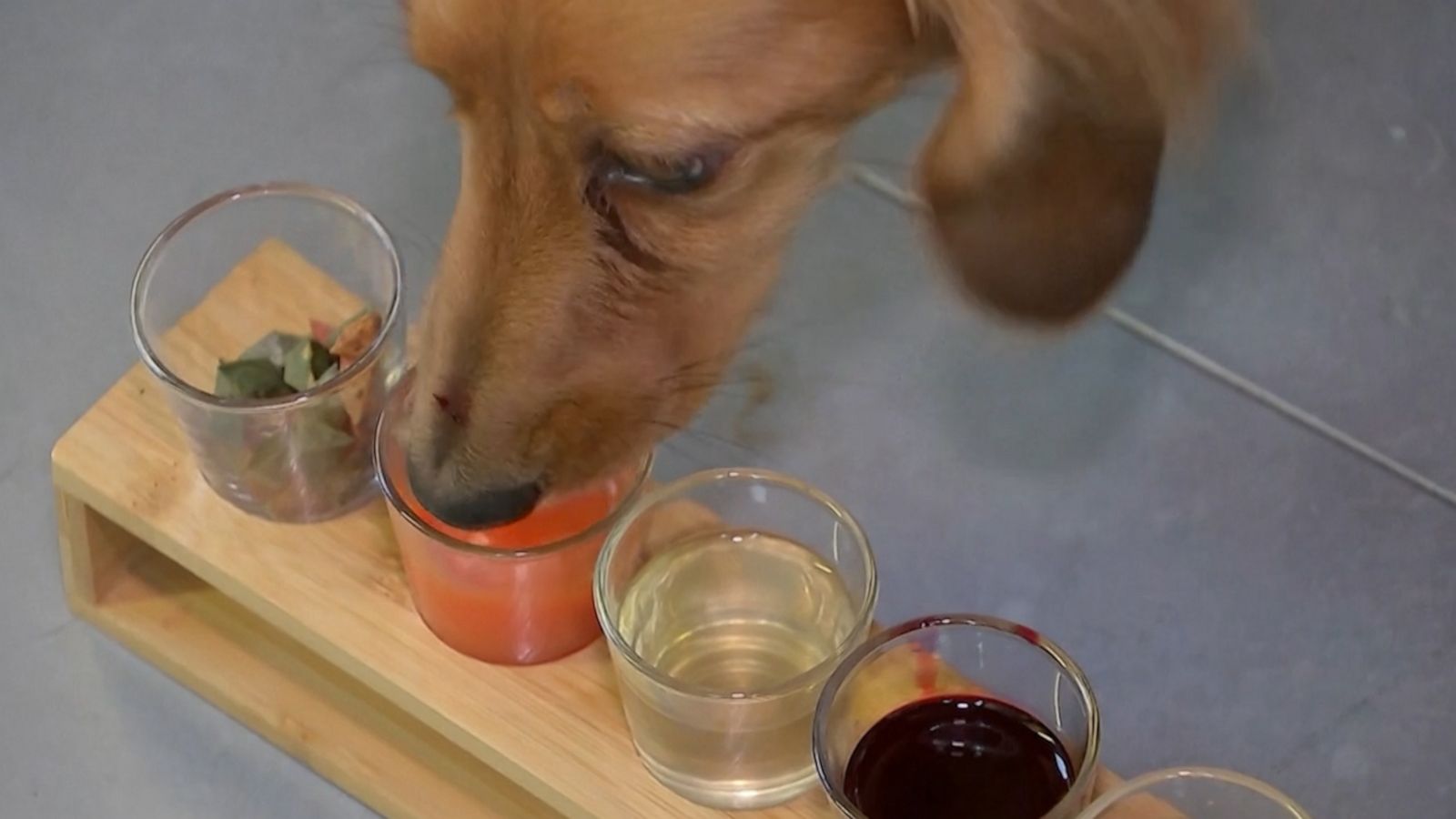 VIDEO: This bar serves puptails for its furry customers