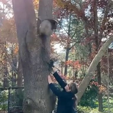 VIDEO: We’re in tears over this mama koala’s reunion with her baby 