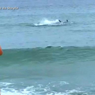 VIDEO: Fisherman hooks great white shark off Cape Cod beach