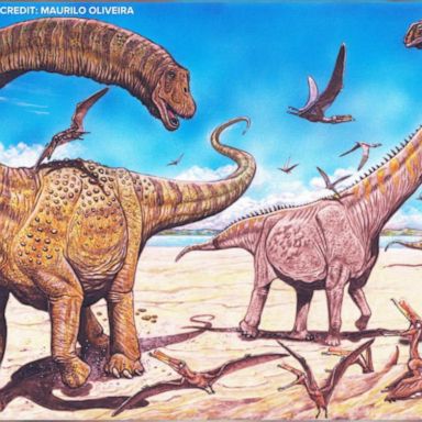 VIDEO: 2 new dinosaur species discovered in Northwest China