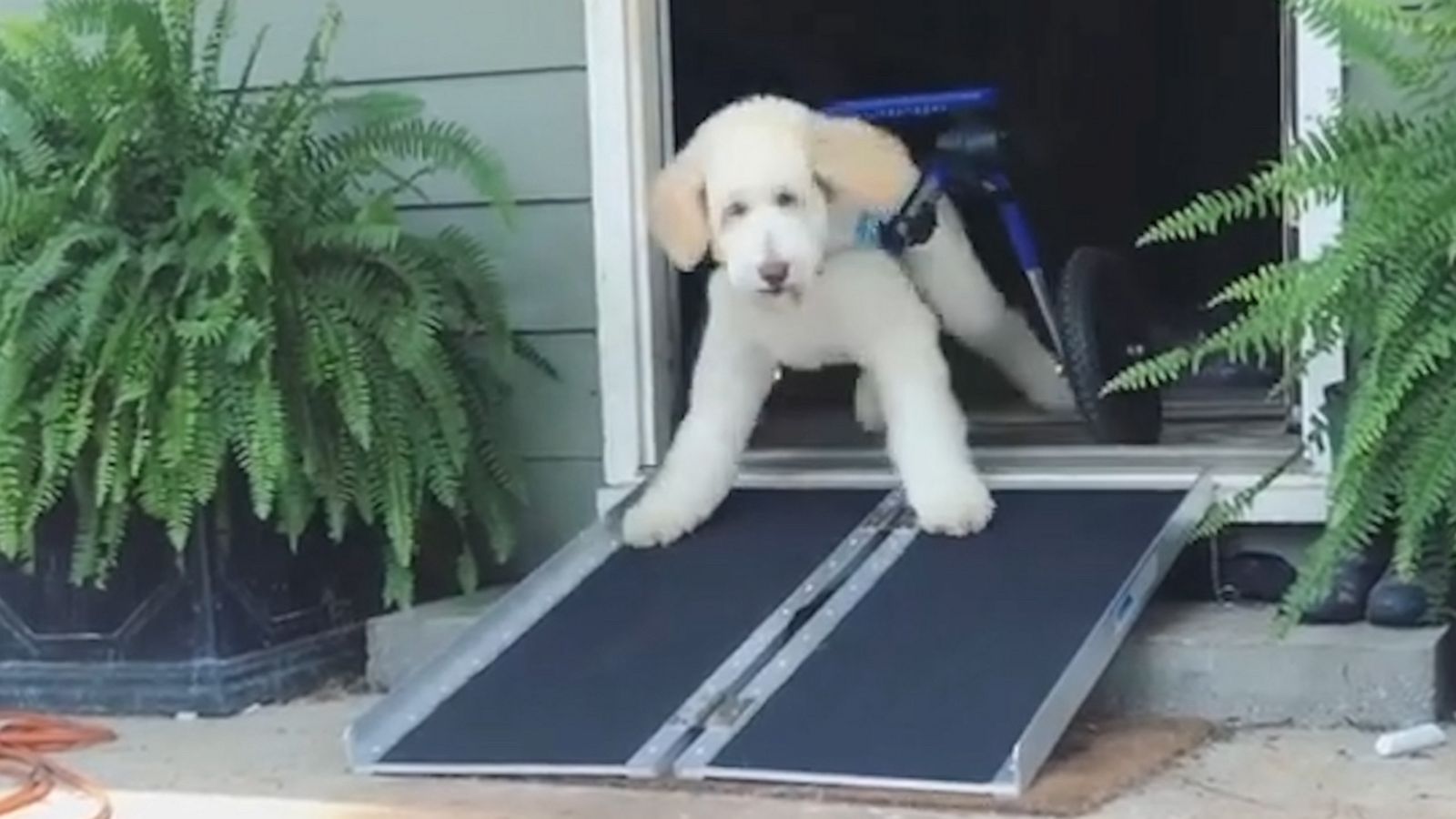 VIDEO: Excited wheelchair-bound pup tries out new ramp