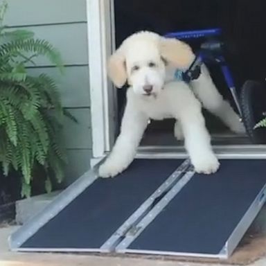 VIDEO: Excited wheelchair-bound pup tries out new ramp 