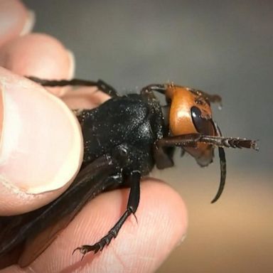 VIDEO: Washington state reports first murder hornet sighting of 2021