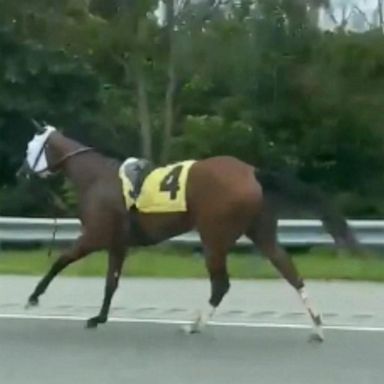 VIDEO: Watch horse break free on Kentucky highway