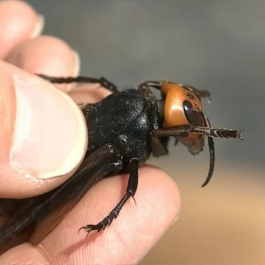 VIDEO: 1st murder hornet nest of 2021 found in Washington State