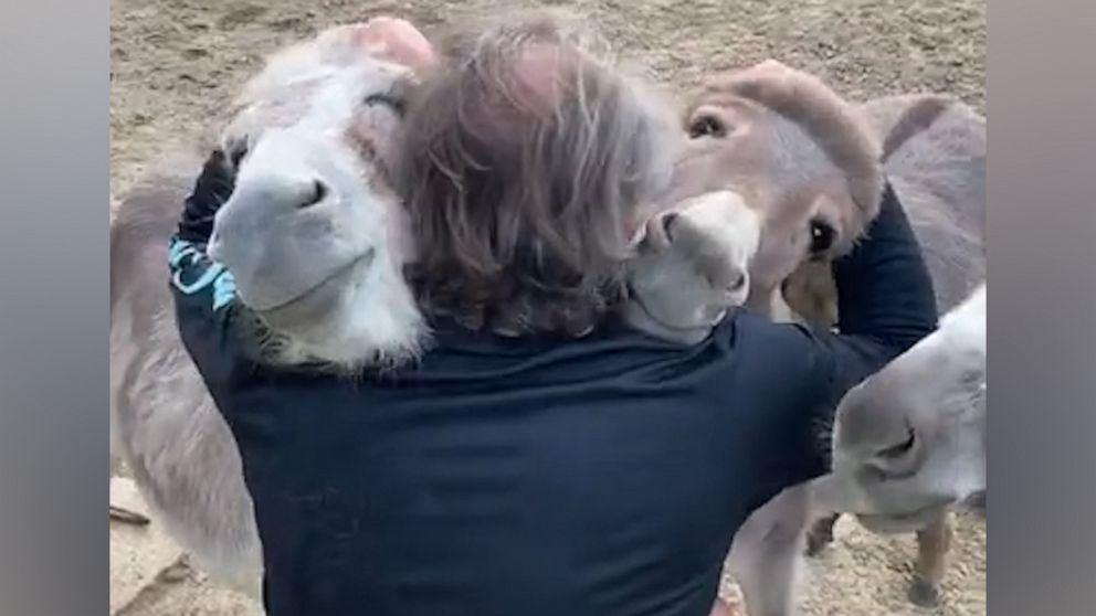 Animal sanctuary founder cuddles with donkeys at farm | GMA