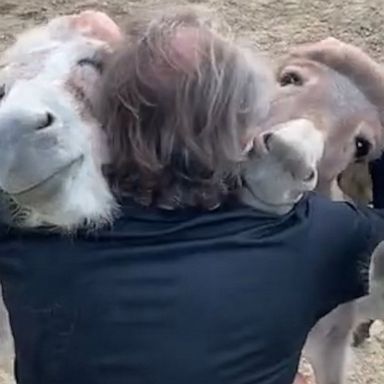 VIDEO: Animal sanctuary founder enjoys cuddle time with donkeys at farm