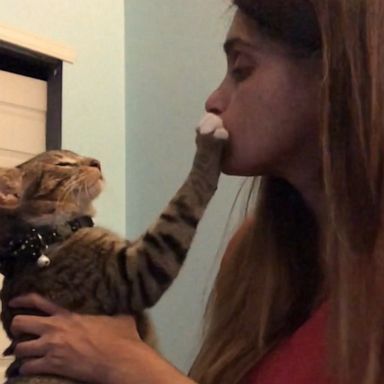 VIDEO: This four-eared cat is not interested in his owner’s kisses