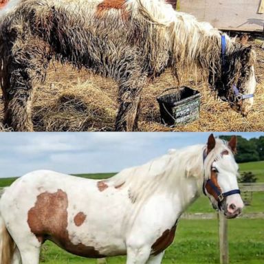 VIDEO: Pony thought to be dead makes shocking transformation after being found