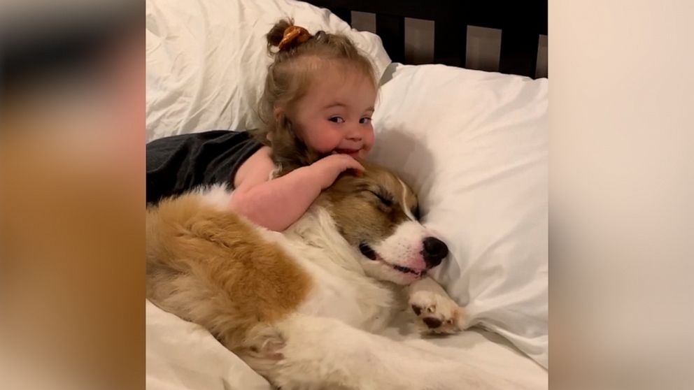 Video Grab Your The Tissues For The Sweetest Corgi And Toddler Snuggle Sesh Ever To Exist Abc News