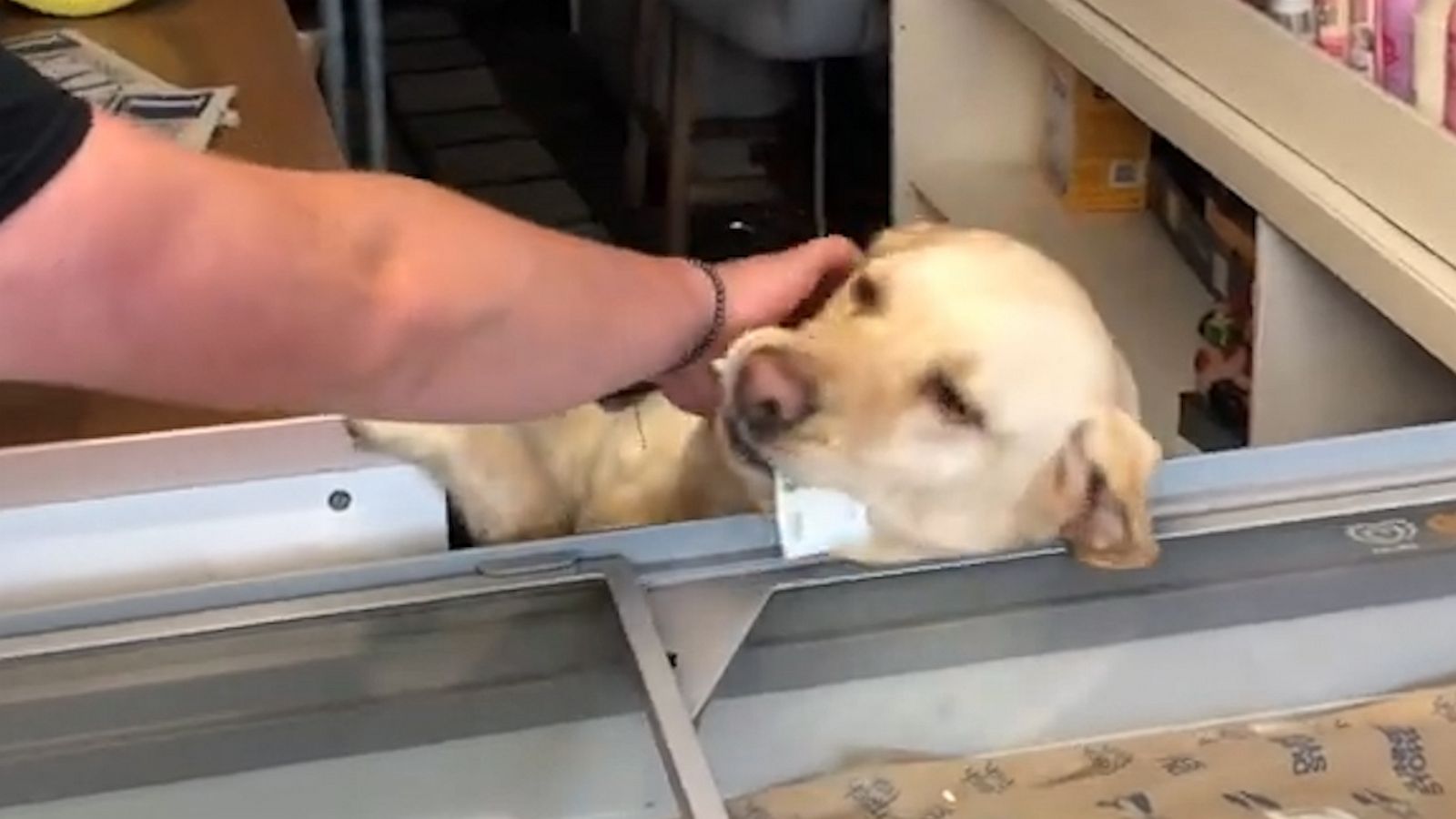 VIDEO: This dog has a future as a cashier