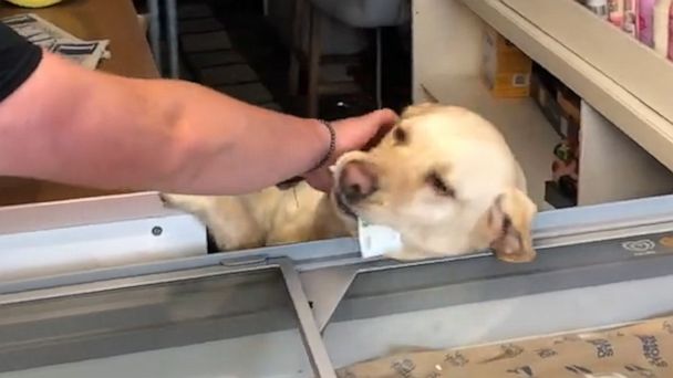 Video This dog has a future as a cashier - ABC News