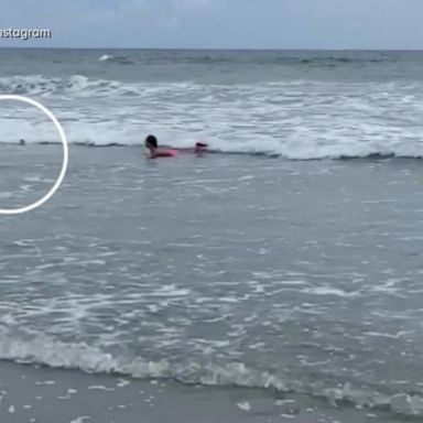 VIDEO: Girl's close encounter with shark at popular beach caught on video