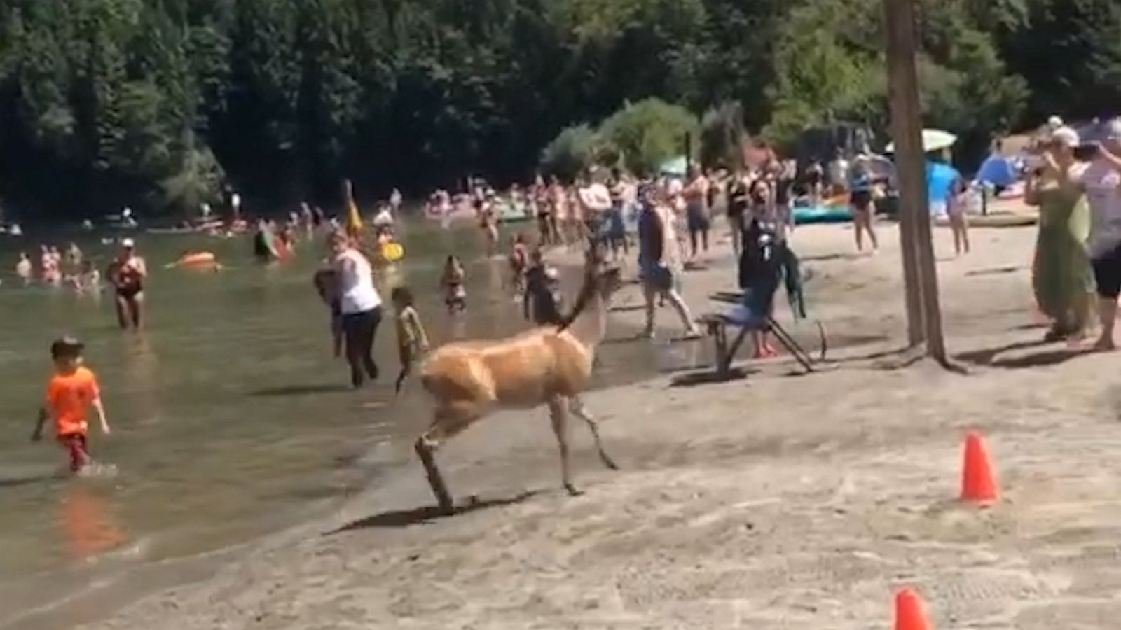 VIDEO: Lost deer scurries through Vancouver lake