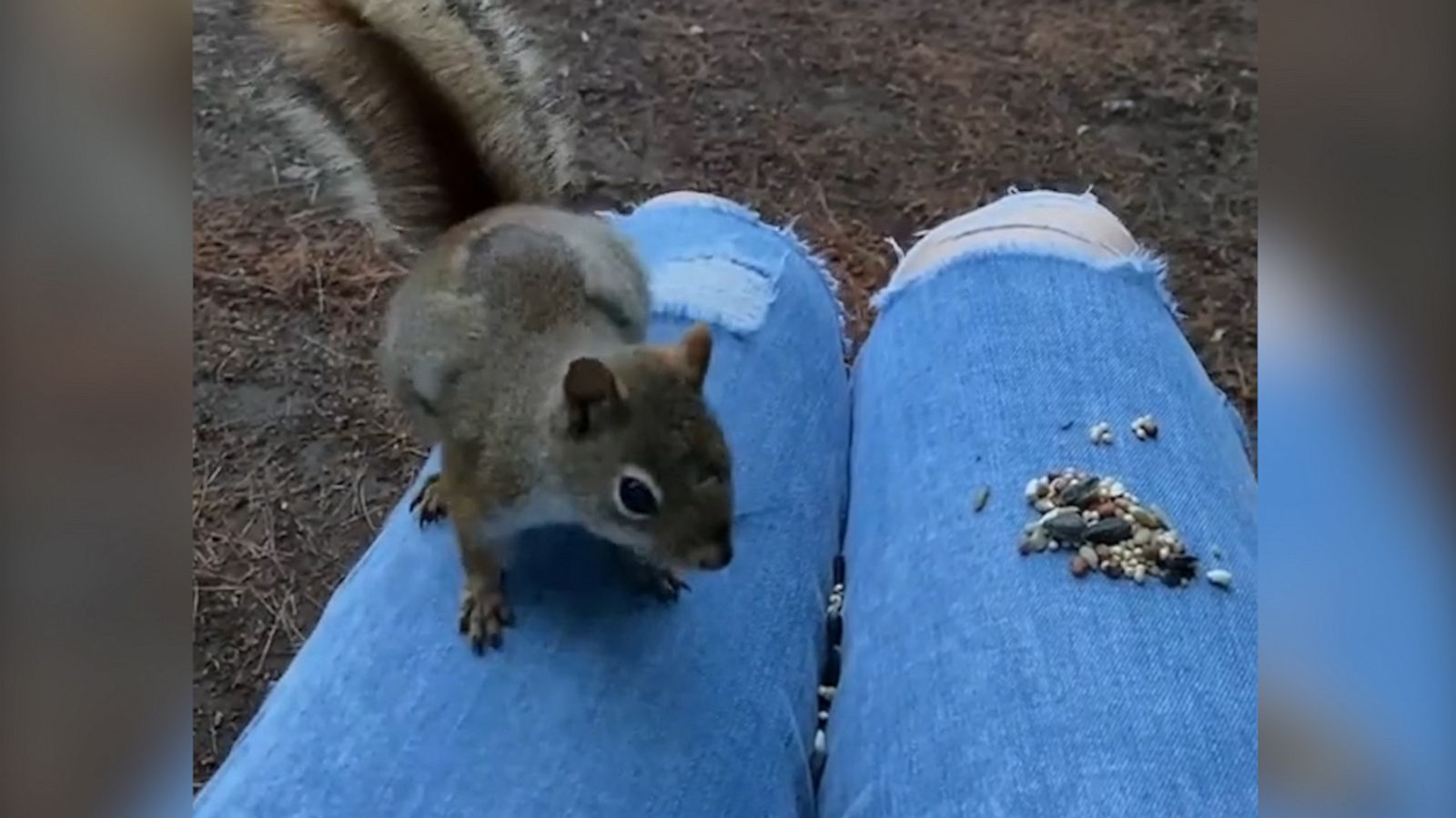VIDEO: Listen to this squirrel noisily eats nuts from a woman’s lap