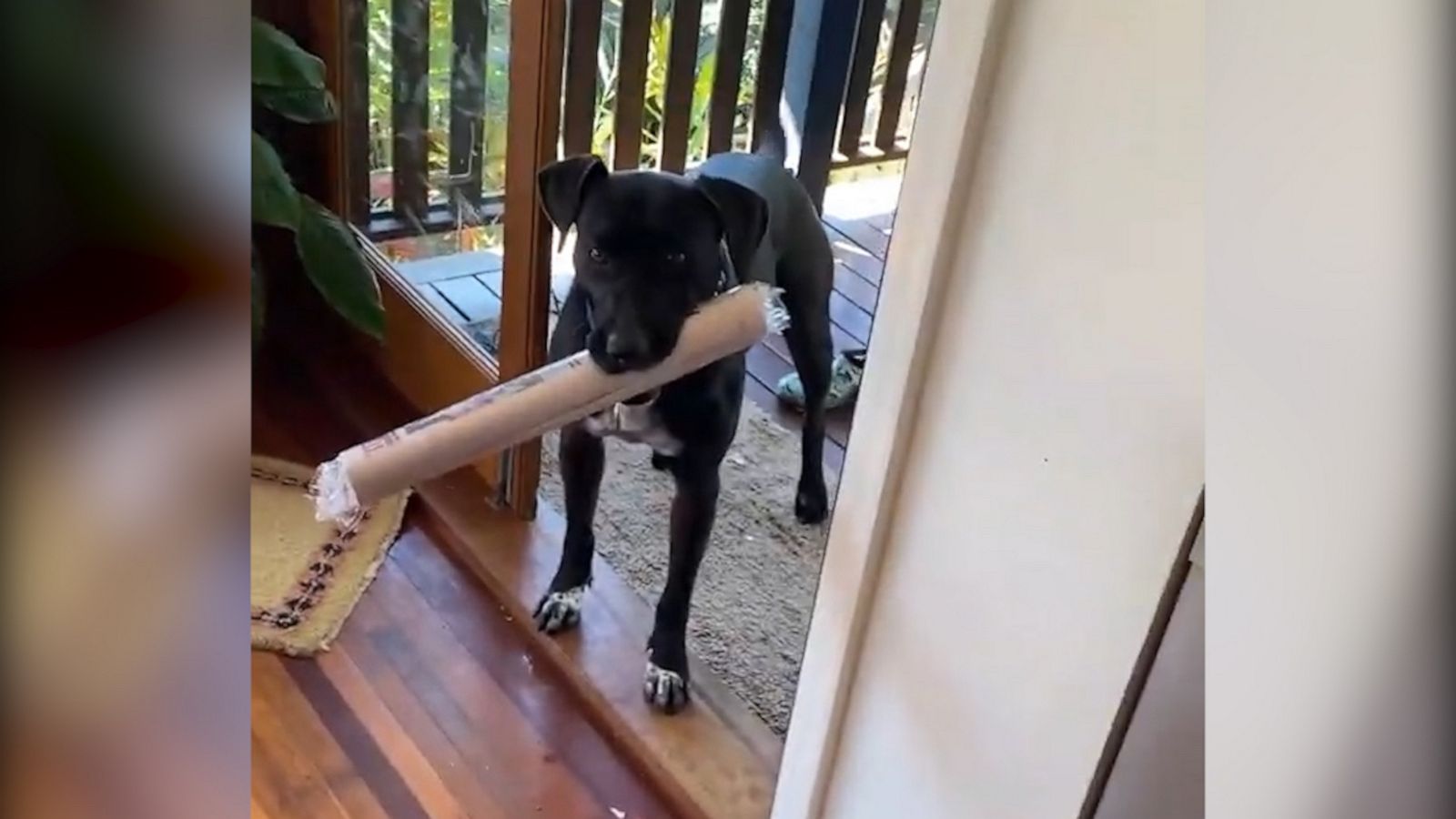 VIDEO: Watch this dog’s clever trick to getting another treat