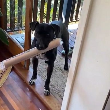 VIDEO: Watch this dog’s clever trick to getting another treat 