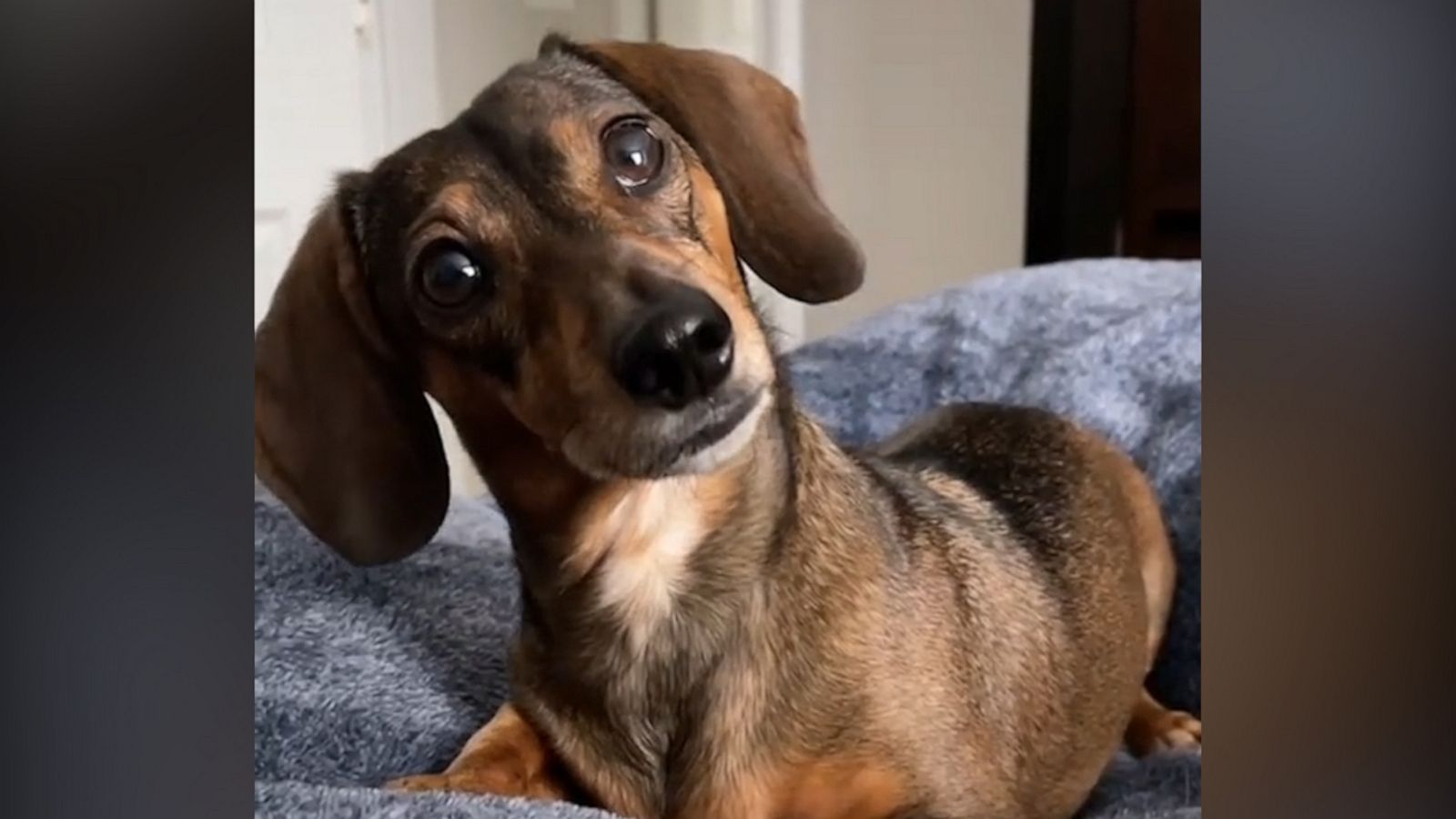 VIDEO: Dog has most adorable reaction to pretend phone call, and now we want to spoil her