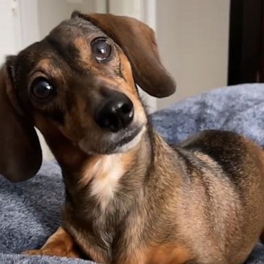 VIDEO: Dog has most adorable reaction to pretend phone call, and now we want to spoil her