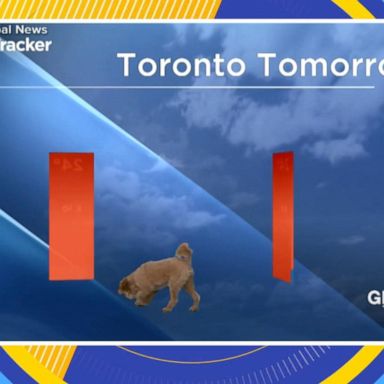 VIDEO: Dog interrupts weather forecast