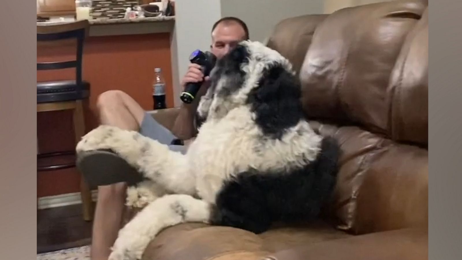 VIDEO: Sheepadoodle puts up a fuss when owner stops massaging him