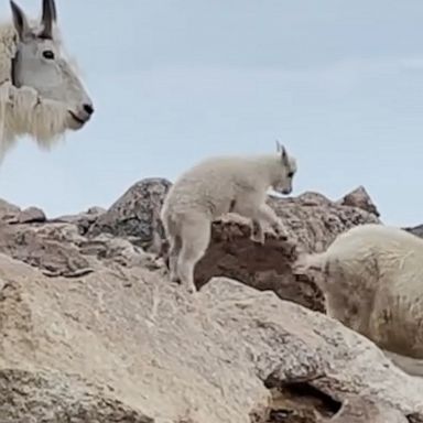 VIDEO: This Baby goat hopping from rock to rock will be the cutest thing you see today 