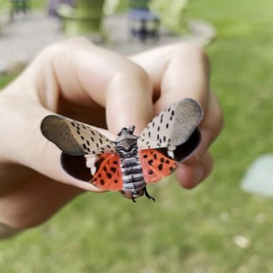 VIDEO: Wildlife officials tell residents to kill lanternflies as insect population spreads