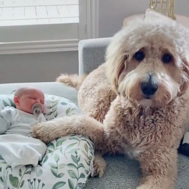 VIDEO: Goldendoodle and newborn share adorable bond