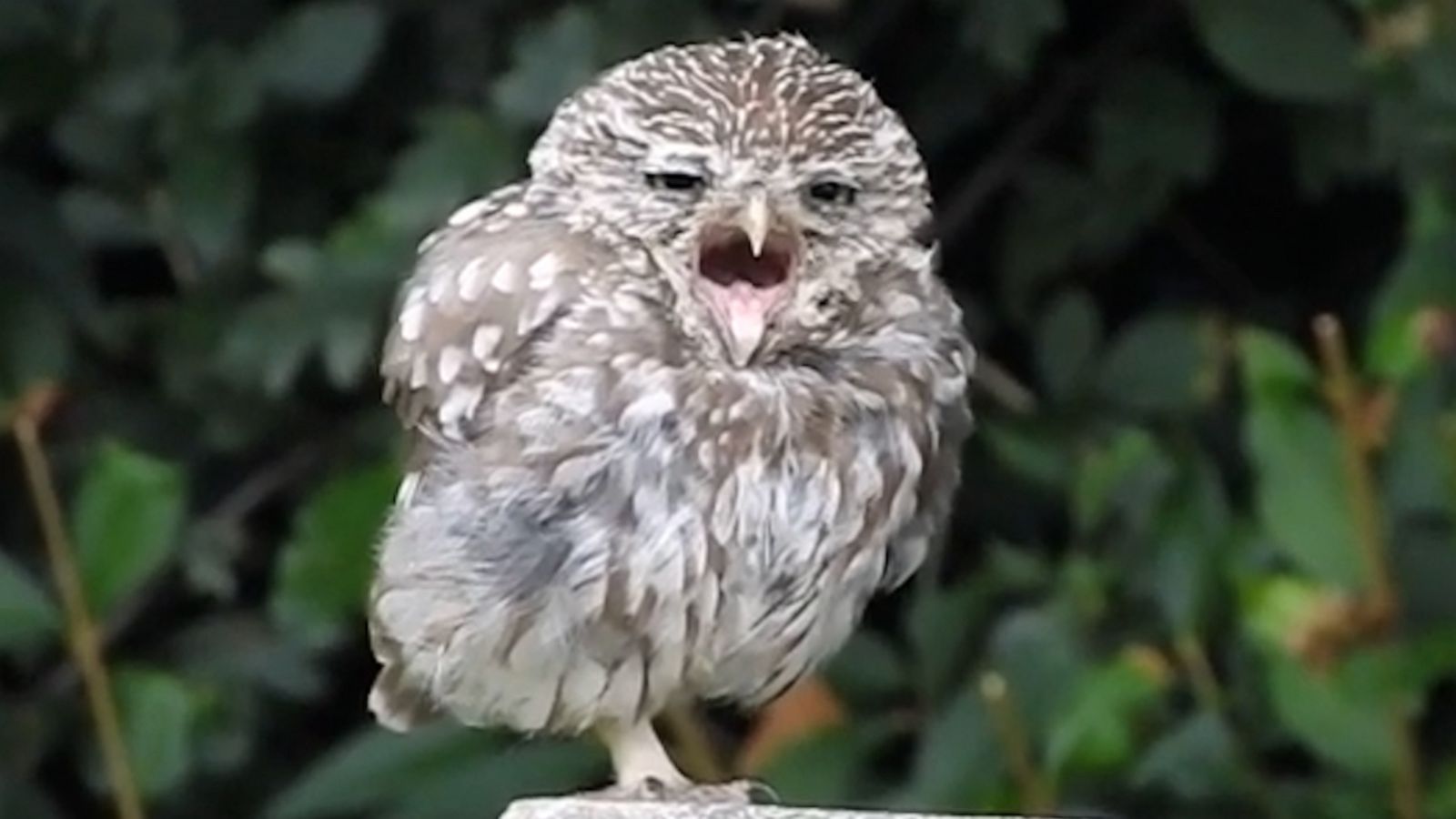 VIDEO: Sleepy owl is all of us who want to hit the snooze button after a long weekend