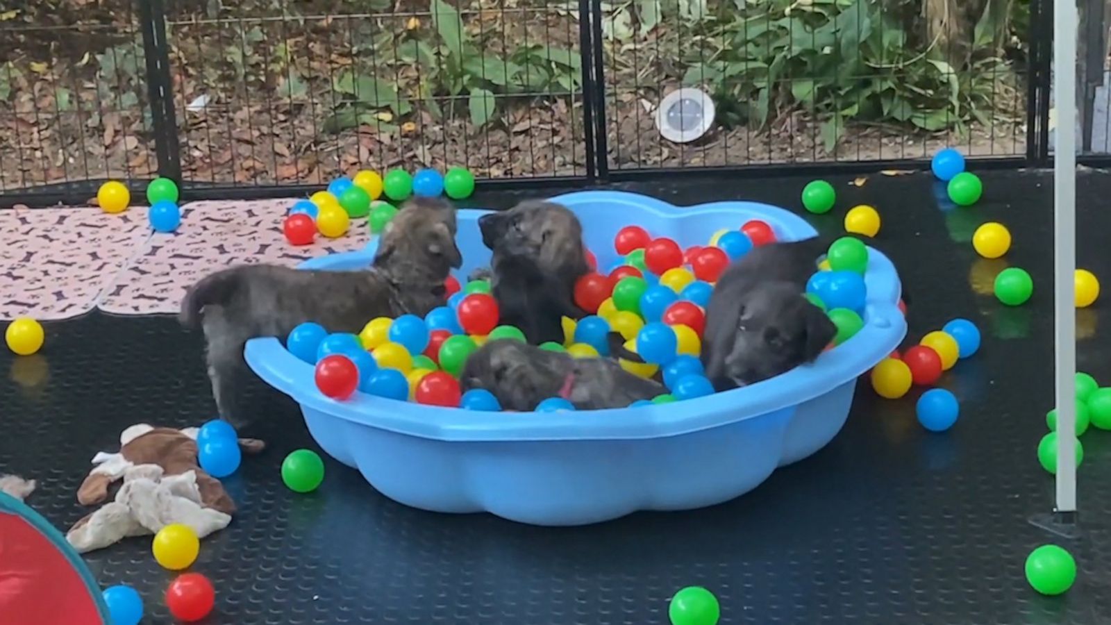 VIDEO: These puppies playing in a ball pit is the cutest thing you will see today