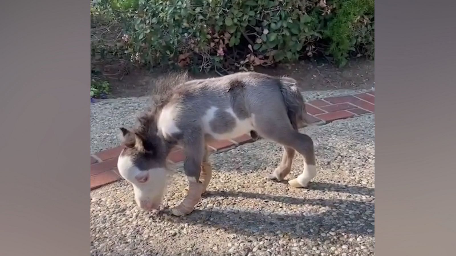 VIDEO: Miniature horse who was born deaf and with malformed legs learns to walk