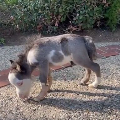 VIDEO: Miniature horse who was born deaf and with malformed legs learns to walk 