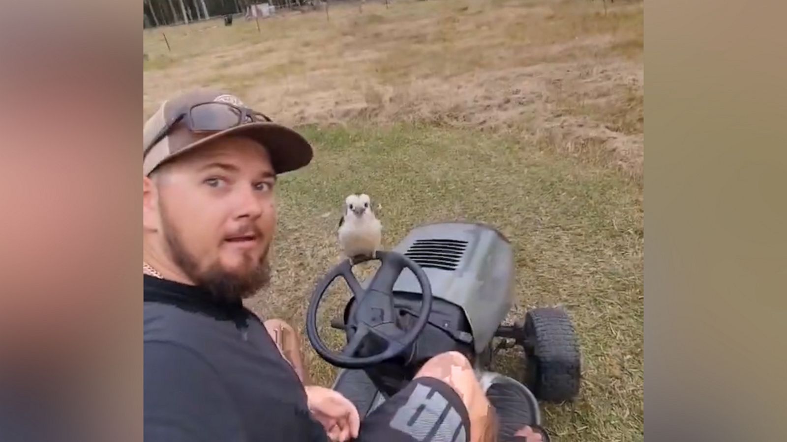 VIDEO: Kookaburra hops onto man’s lawnmower to pose for an epic selfie