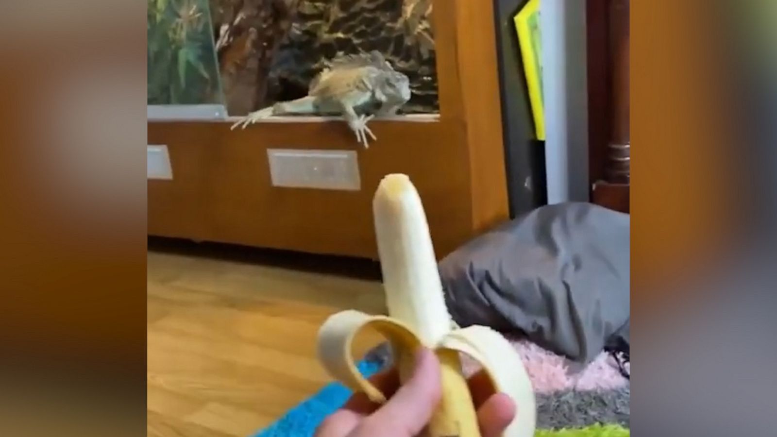 VIDEO: Hungry iguana hurries out of cage to chow down on banana