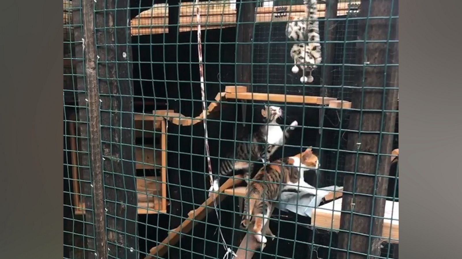 VIDEO: Rescued feral cats are very curious about their feline puppet friend