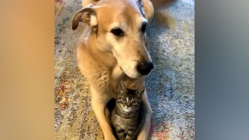 VIDEO: We can't get over this dog's sweet relationship with the foster kittens he lives with 