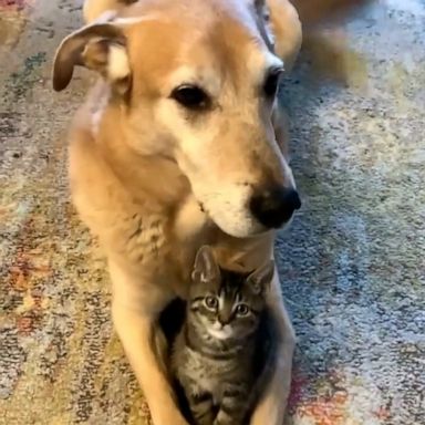 VIDEO: We can't get over this dog's sweet relationship with the foster kittens he lives with 