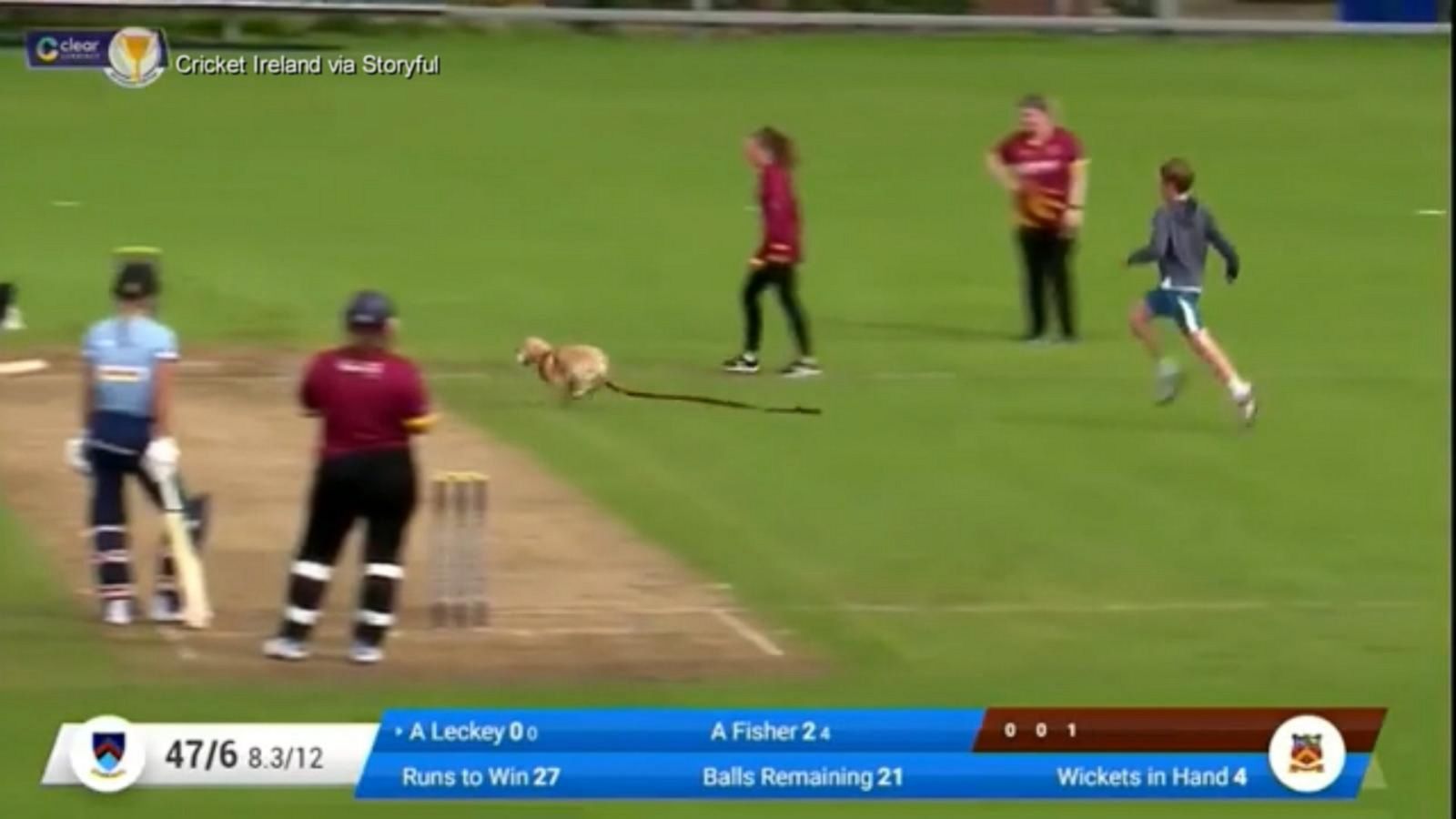Dog steals the show during cricket match