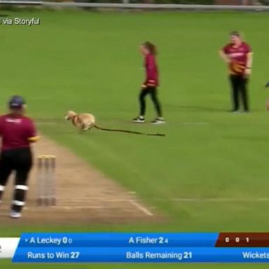 VIDEO: Dog steals the show during cricket match