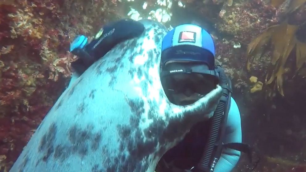 VIDEO: Diver and grey seal share ‘seal-iously’ cute hug