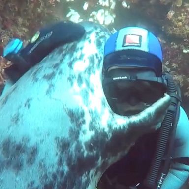 VIDEO: Diver and grey seal share ‘seal-iously’ cute hug