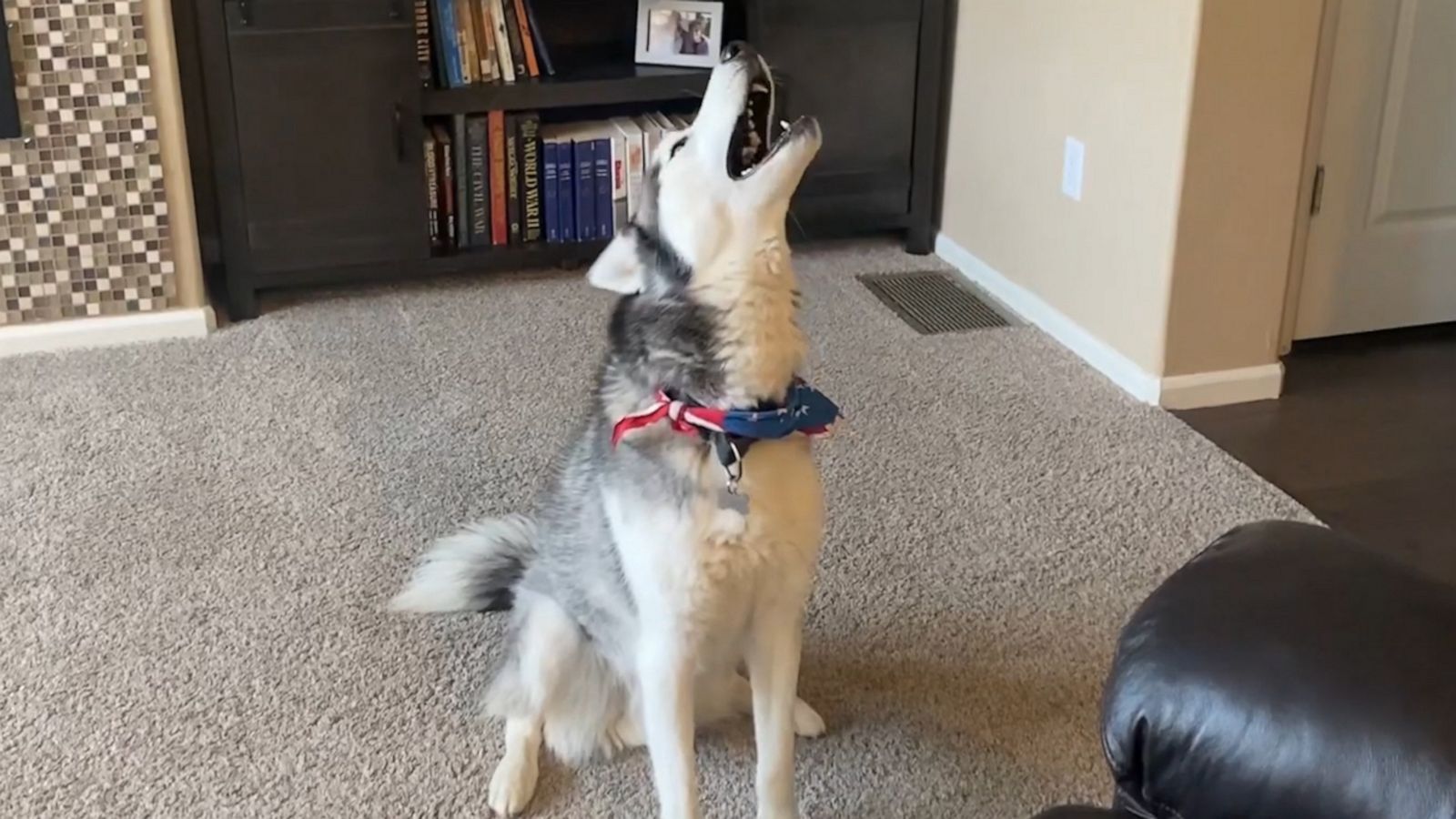 VIDEO: Husky beats owner in epic vocal exercise battle