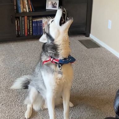 VIDEO: Husky beats owner in epic vocal exercise battle