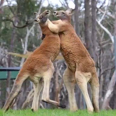 VIDEO: Kangaroos take a break from fighting to scratch an itch 