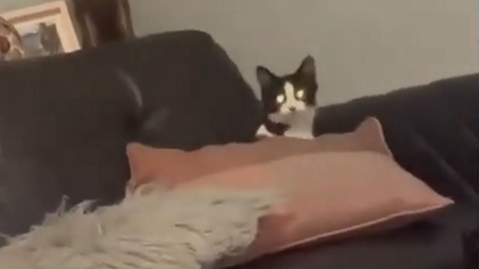 VIDEO: Clever cat outsmarts dog in hide-and-seek