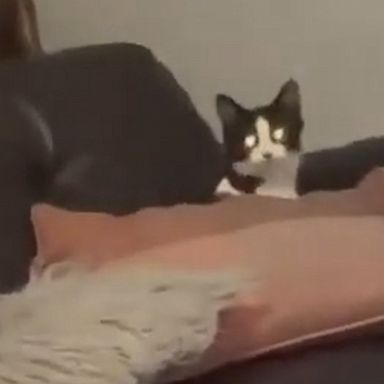 VIDEO: Clever cat outsmarts dog in hide-and-seek 